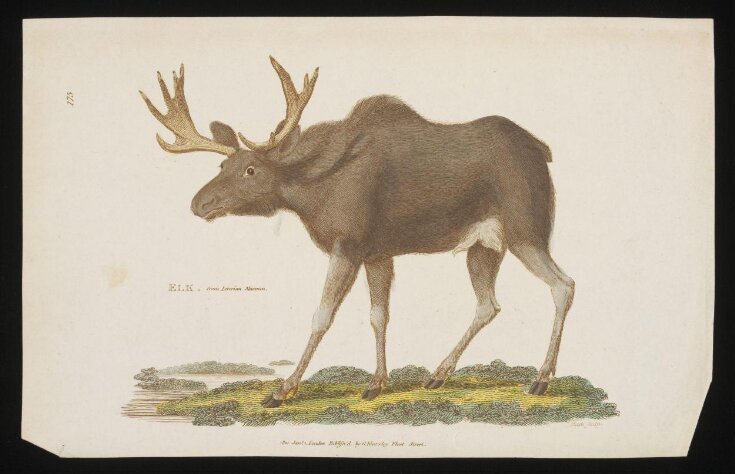 Elk top image