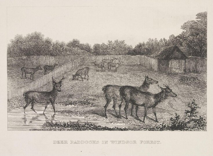 Deer Paddocks In Windsor Forest top image