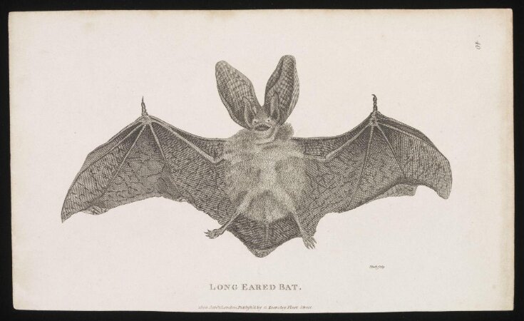 Long Eared Bat top image
