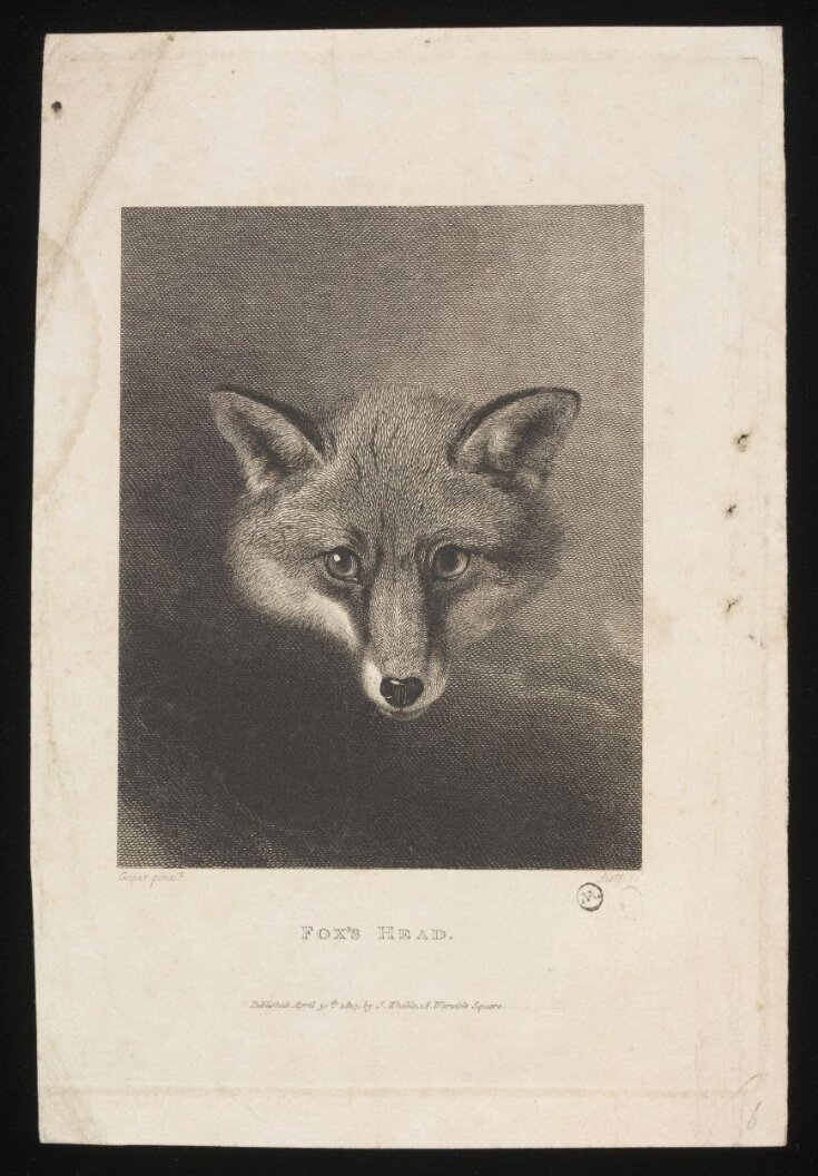 Fox's Head top image