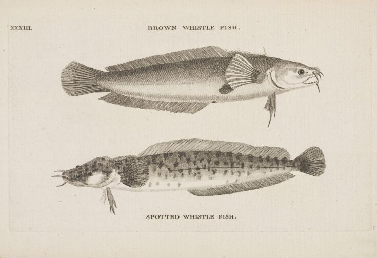 BROWN WHISTLE FISH. top image