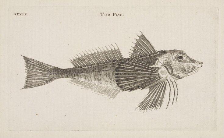 TUB FISH. top image