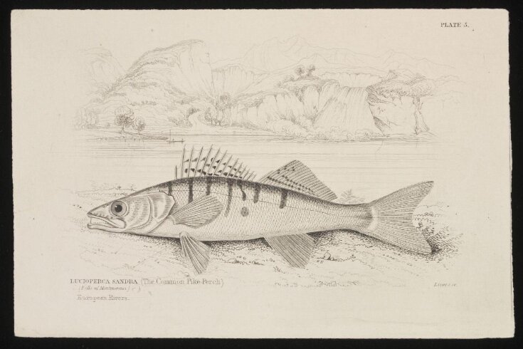 LUCIOPERCA SANDRA (The Common Pike Perch) top image