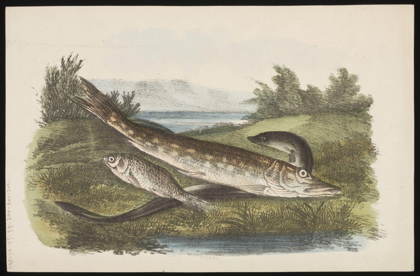Unknown, Print