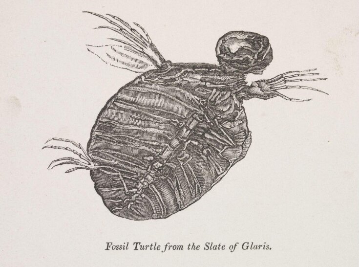 Fossil Turtle from the Slate of Glaris top image