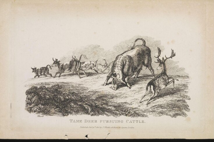 Tame Deer Pursuing Cattle. top image
