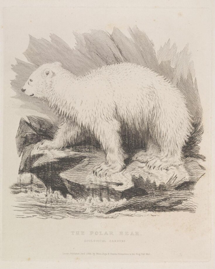 The Polar Bear. image