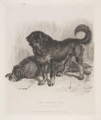 The Thibet Dog