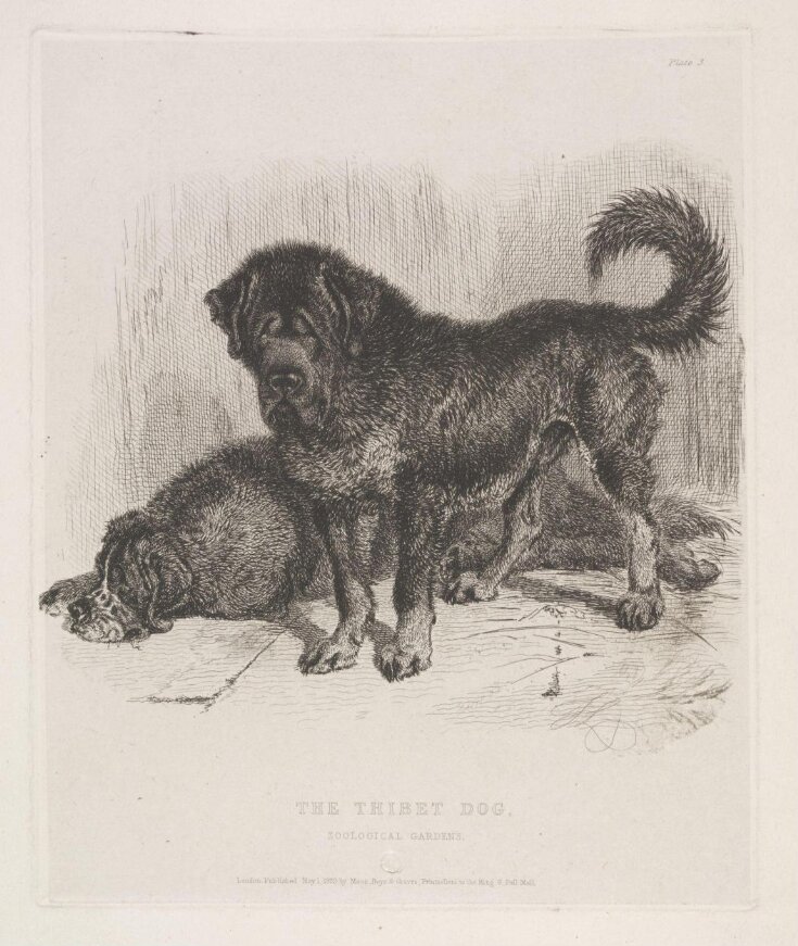 The Thibet Dog image