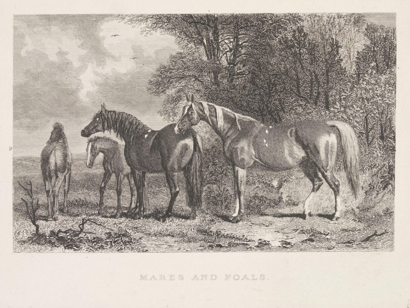 Unknown, Mares And Foals
