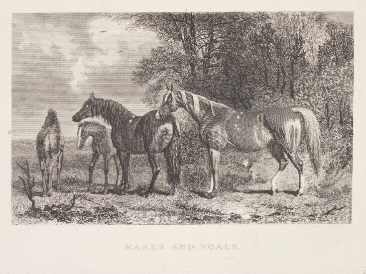 Mares And Foals top image