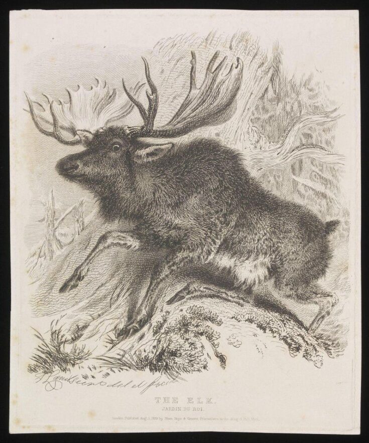 The Elk image