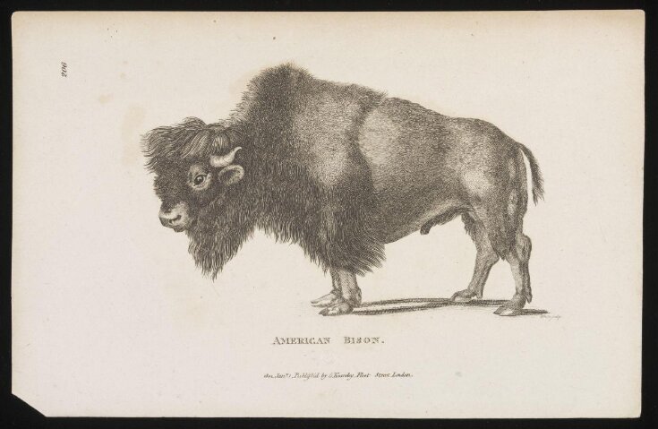 American Bison top image