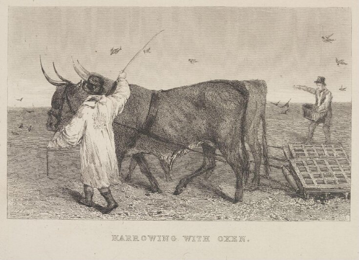 Harrowing With Oxen. top image