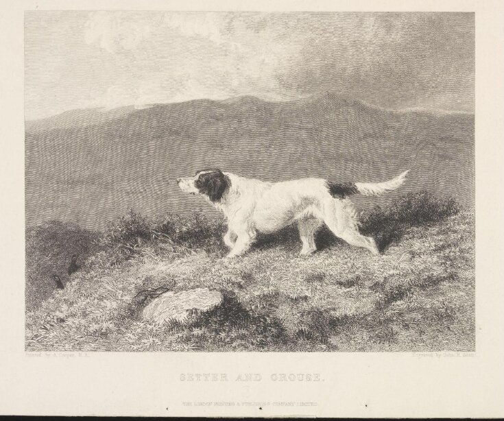 Setter and Grouse image