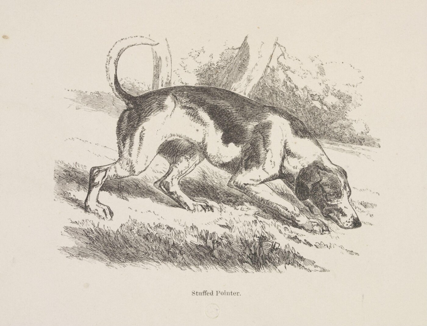 Unknown, Stuffed Pointer.