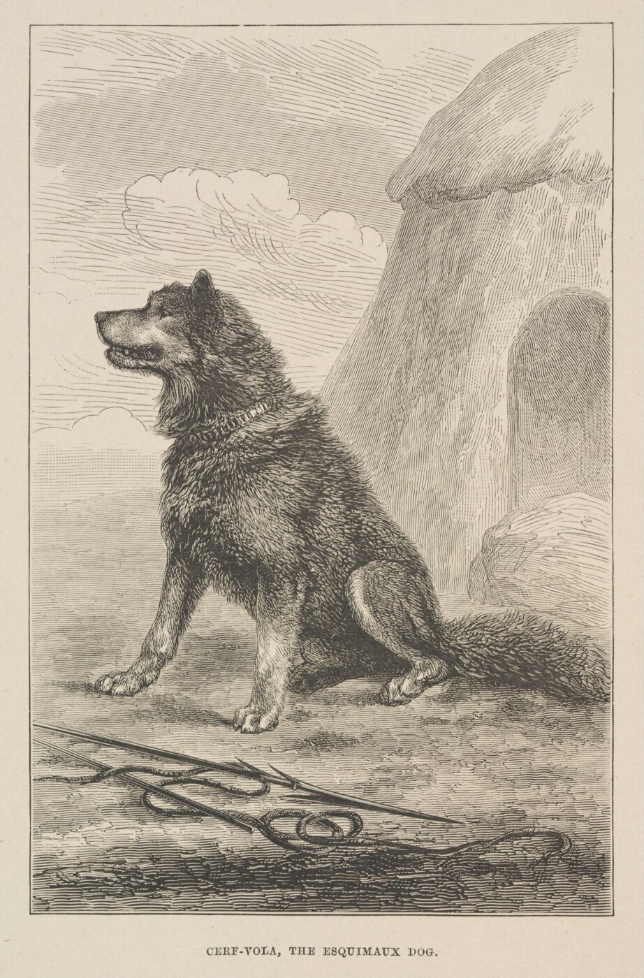 Unknown, Cerf-Vola, The Esquimaux Dog.