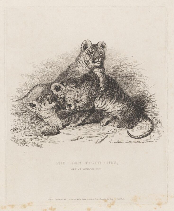 The Lion Tiger Cubs image