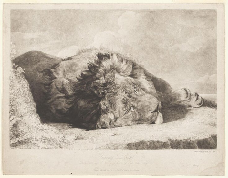Sleeping Lion top image