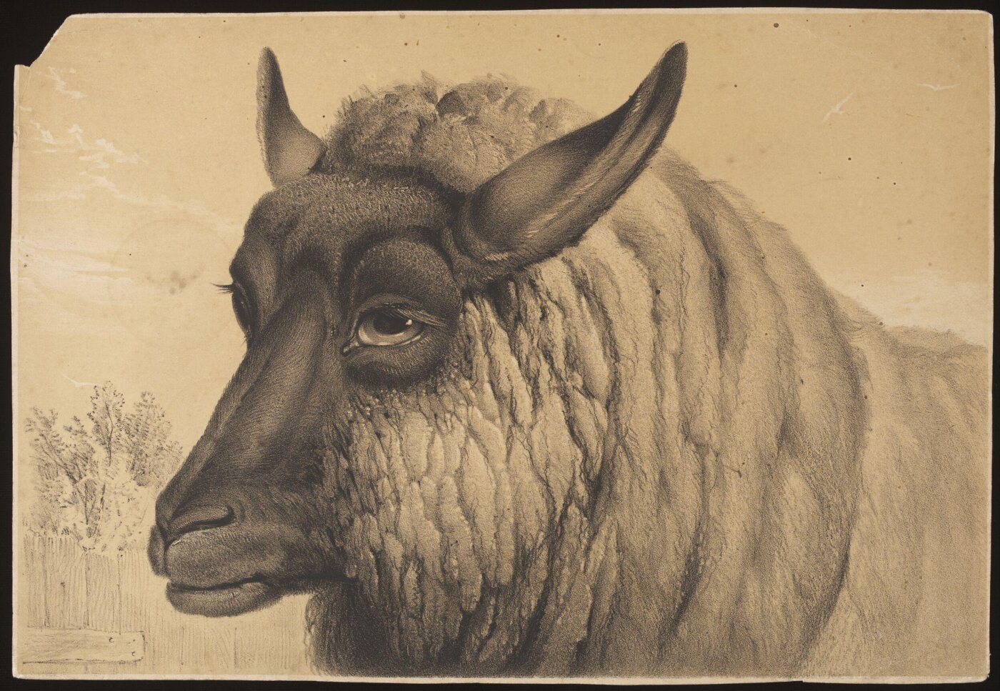 Unknown, Print
