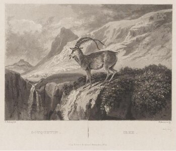 Bouquetin : Ibex