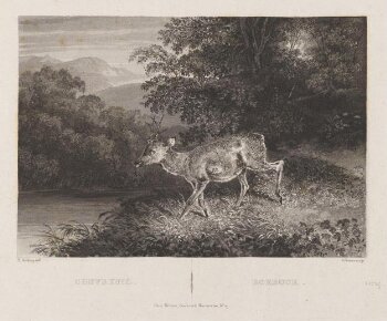 Chevreuil.  Roebuck.