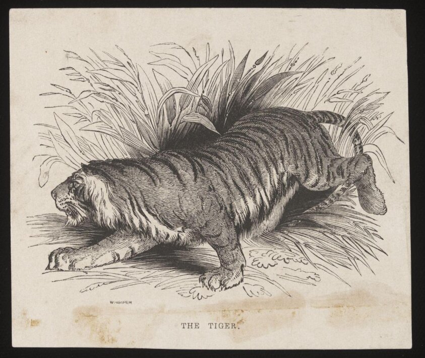 THE TIGER (19th century) by Josiah Wood Whymper
