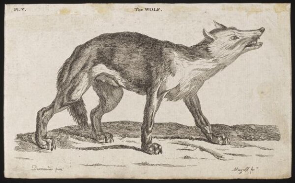 THE WOLF | Mouzell | Desmoulins | V&A Explore The Collections