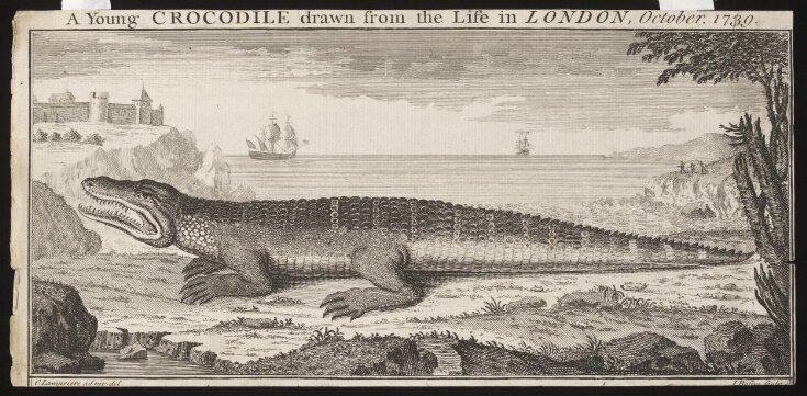 A Young CROCODILE drawn from the Life in LONDON, October. 1739. top image