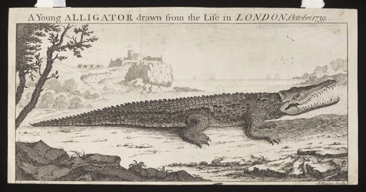 A Young ALLIGATOR drawn from the Life in LONDON, October. 1739. top image