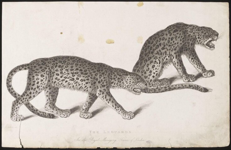 The Leopards : In the Royal Menegery, Tower of London top image