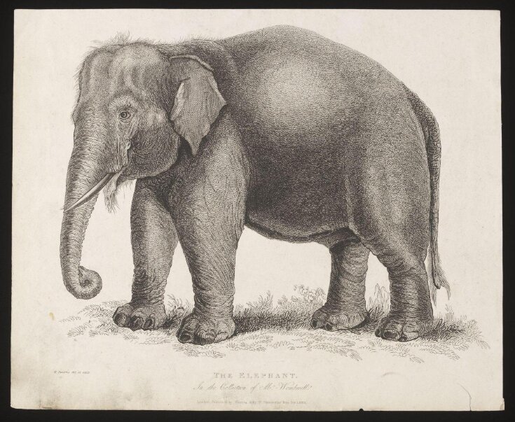 The Elephant. top image