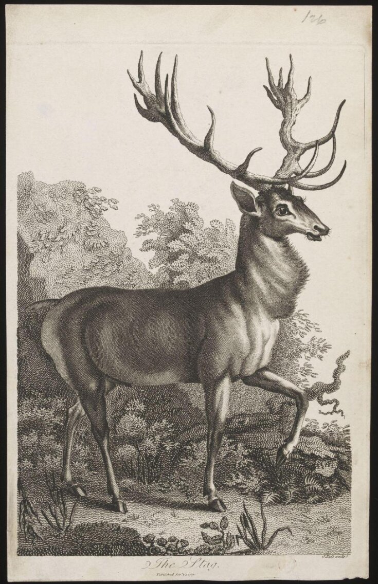The Stag. top image