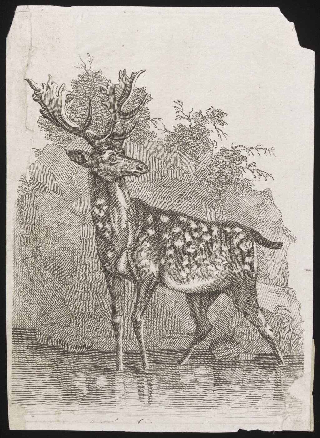 Unknown, Print