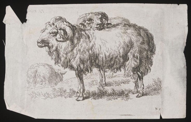 Sheep top image