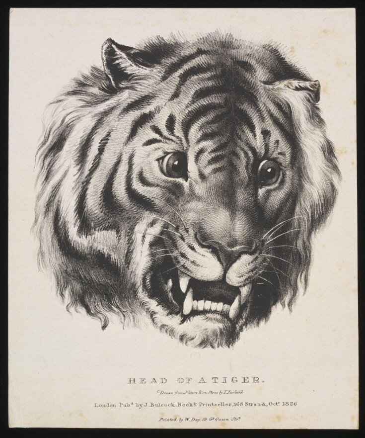 Head of a Tiger top image