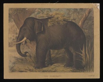 Varty's Series of Domestic & Wild Animals