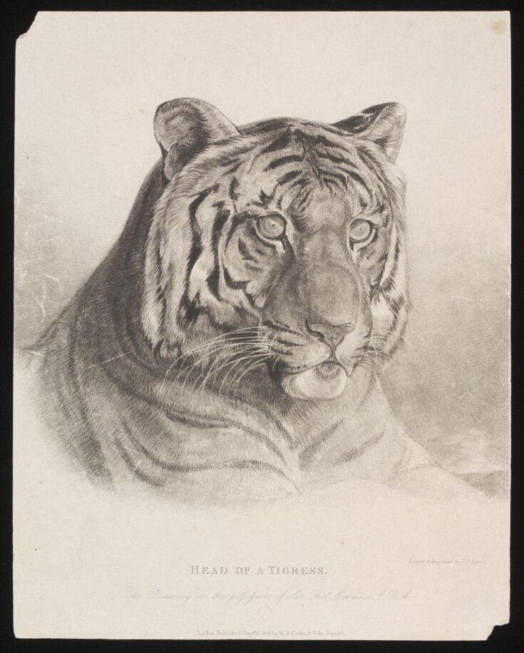 Head of a Tigress. top image