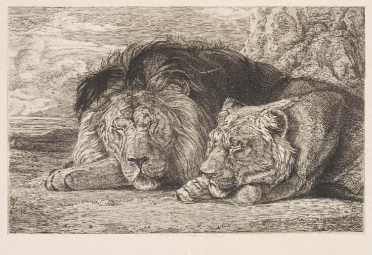 Sleeping Lion & Lioness | Lewis, John Frederick (RA POWCS) | V&A ...