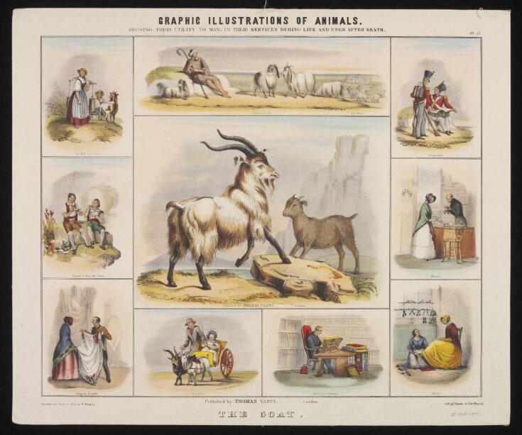 Graphic Illustrations of Animals. image