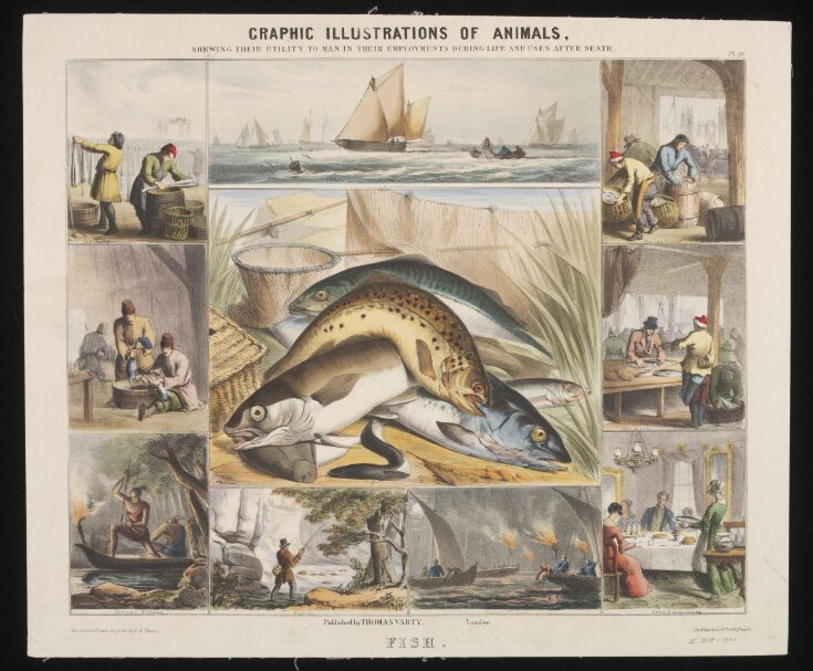 Graphic Illustrations of Animals. image