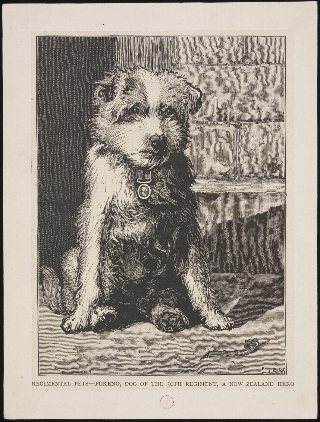 Unknown, Regimental Pets
