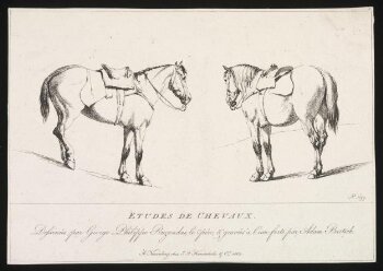 Études de Chevaux