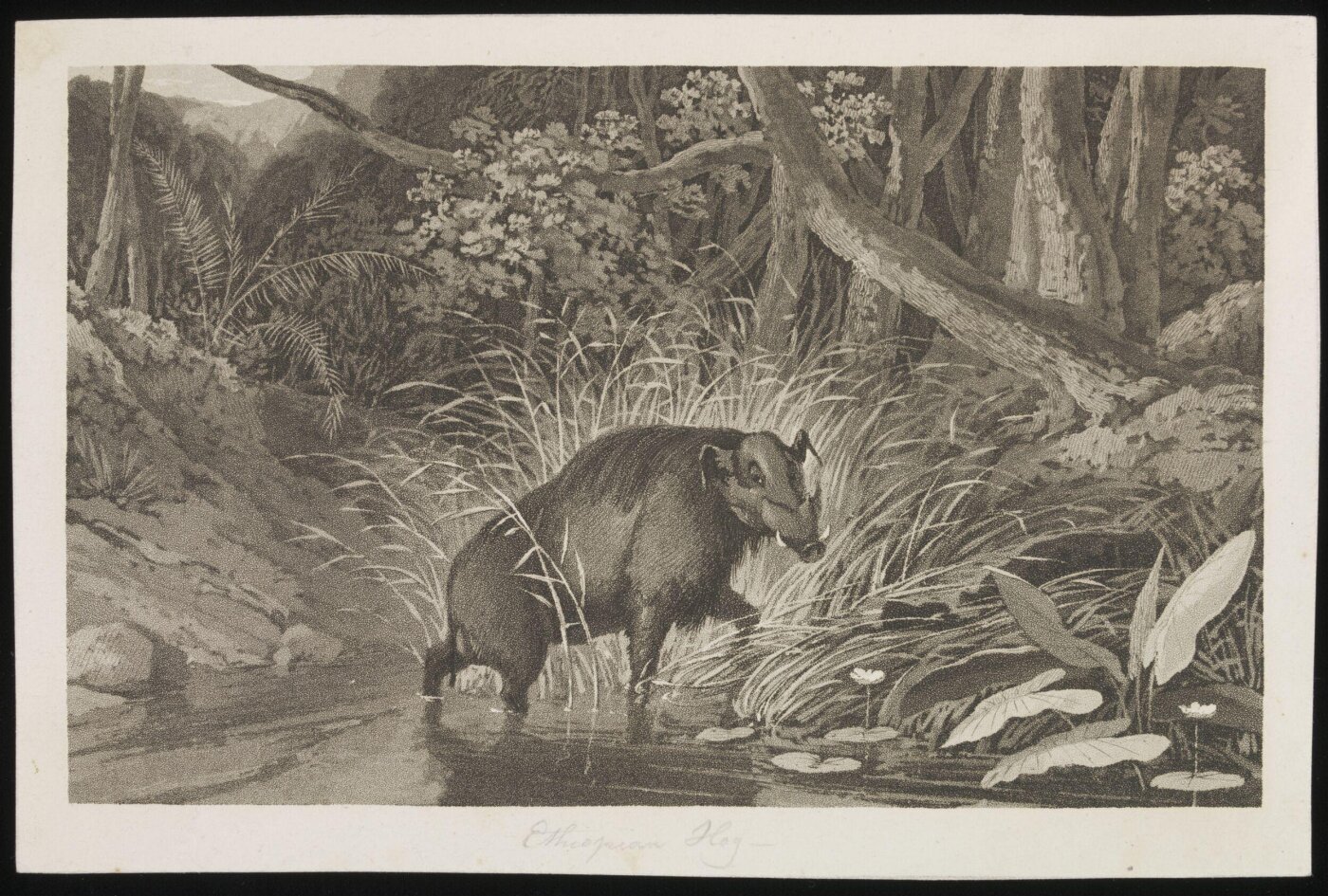 Unknown, Print