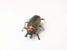 The Crawling Beetle thumbnail 1