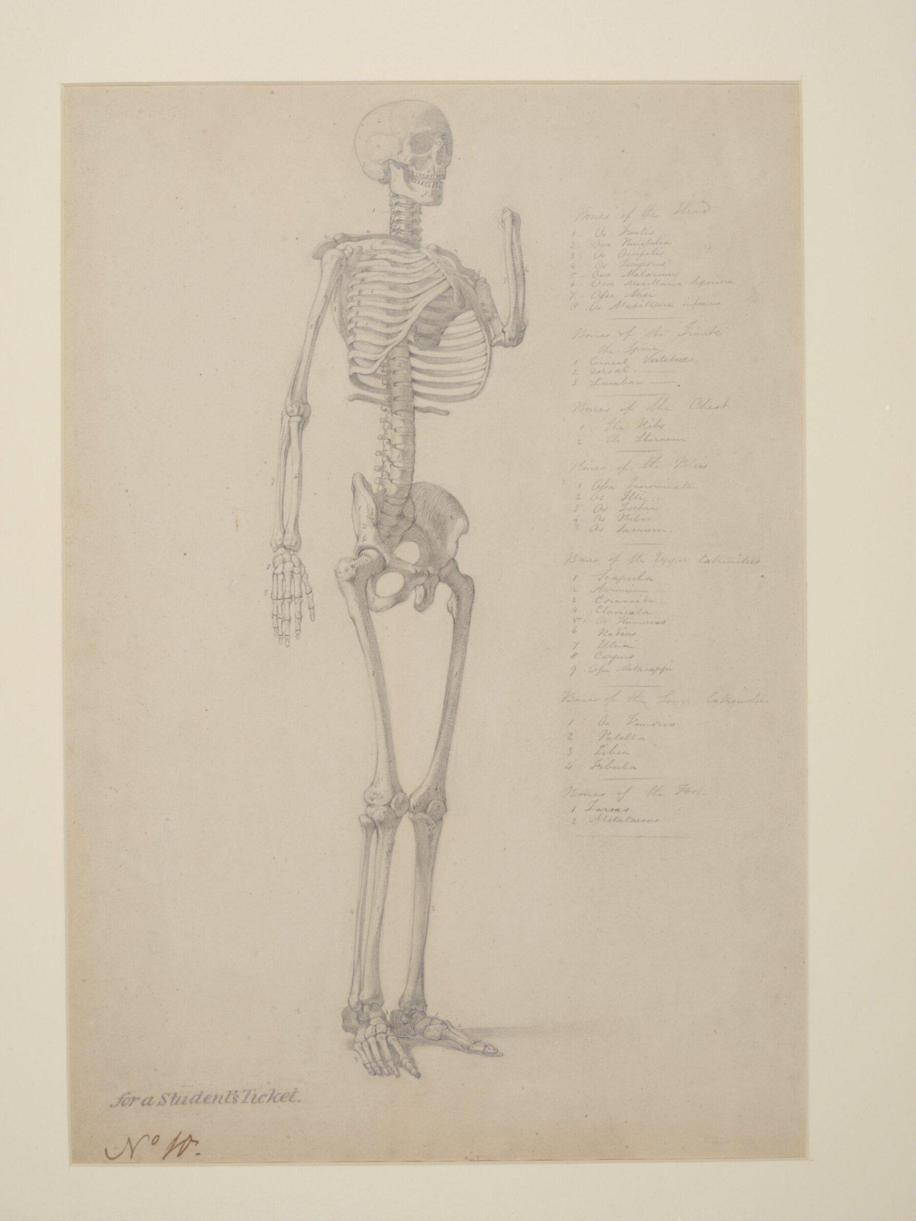 Study of a skeleton, William Edward Frost, ca.1829