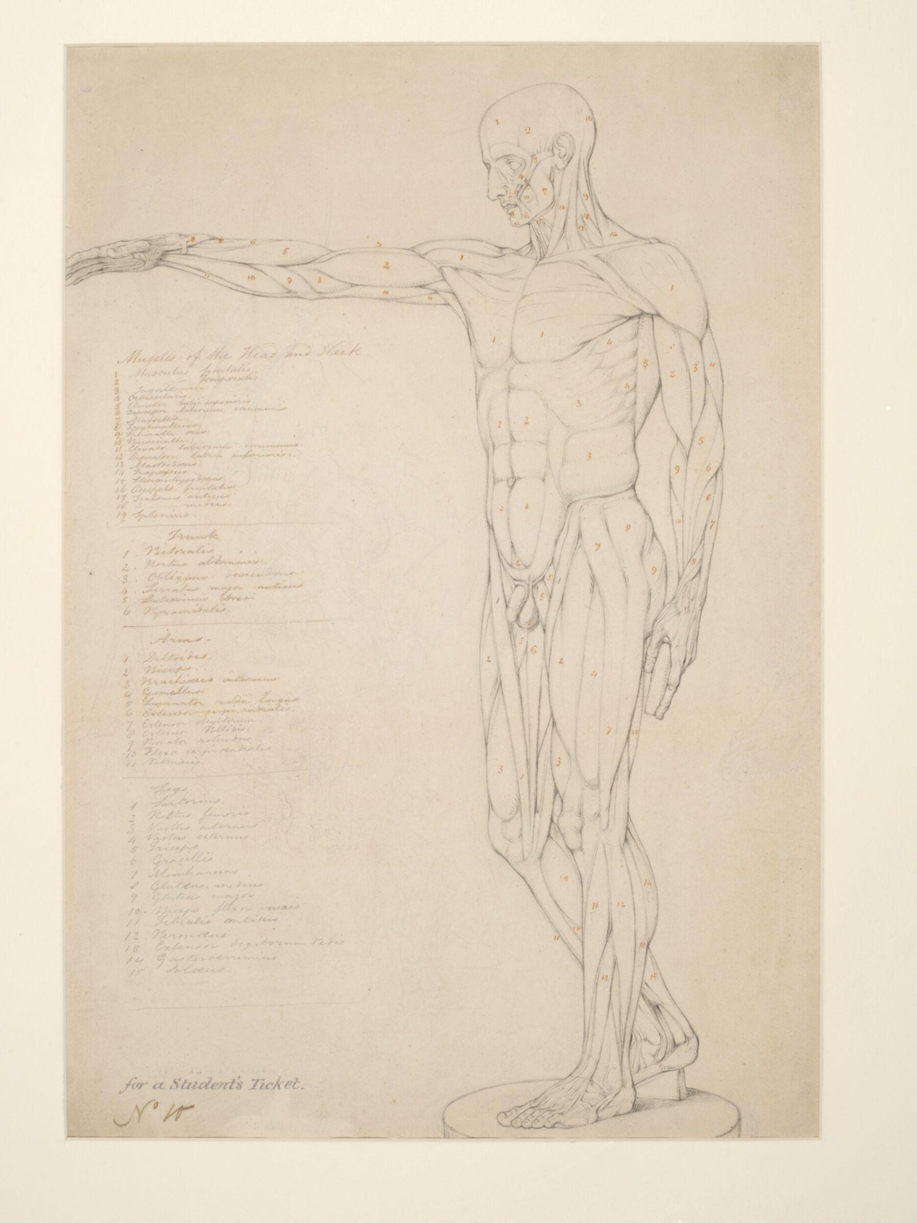 Study of the muscles of a male figure, from an ecorche cast, William Edward Frost, ca.1829