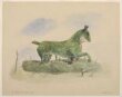 The Hawthorn Horse, Oakham, Rutlandshire thumbnail 2