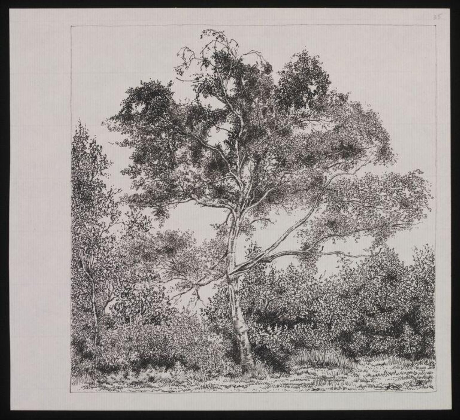 Birch Tree, Wimbledon Common, Donald Bowen, ca.1964