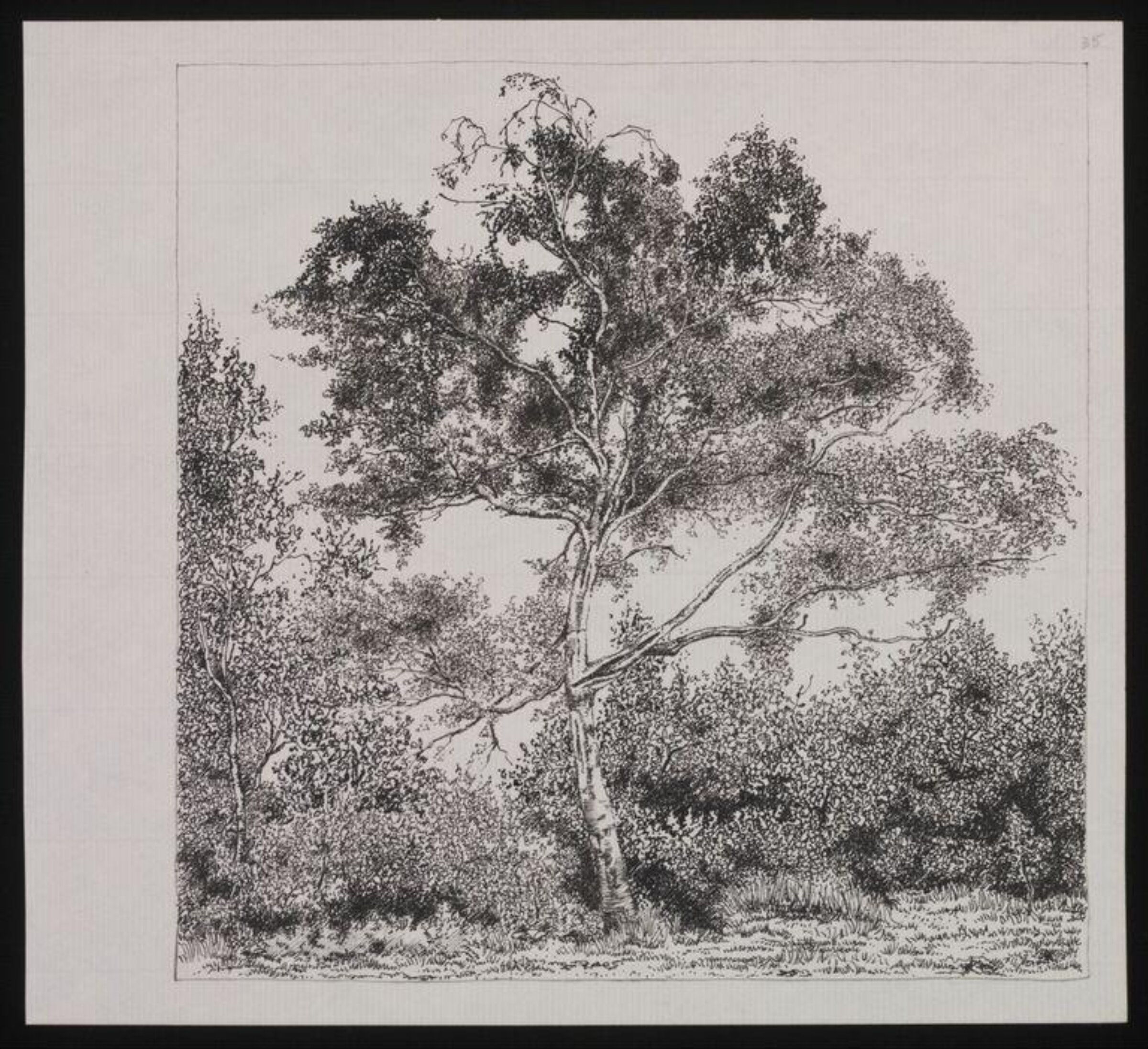 Birch Tree, Wimbledon Common, Donald Bowen, ca.1964